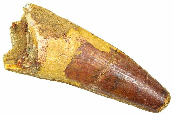Fossil Spinosaurus Tooth - Feeding Worn Tip #361279